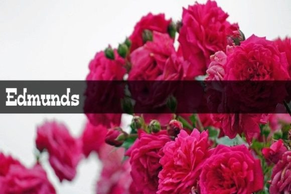 Edmunds: A Friendly Display Font That Elevates Your Brand