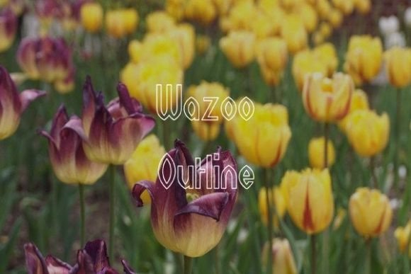 Wazoo Outline: A Versatile Display Font for Editorial Design